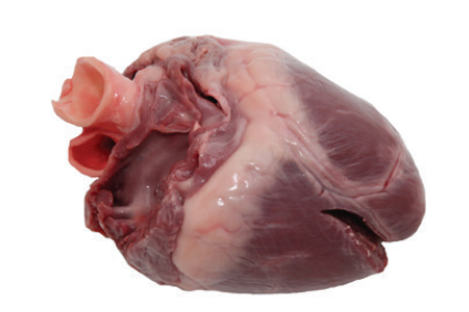 Corazón de cerdo