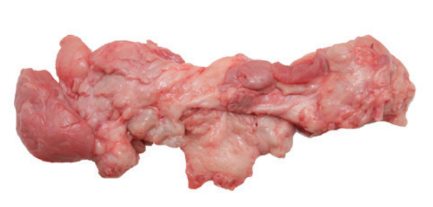 Glandula salival de cerdo